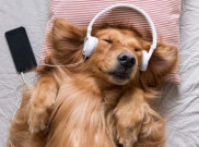 Pet Playlist, Daftar Lagu di Spotify Khusus untuk Hewan Peliharaan