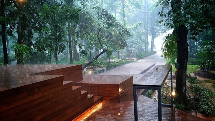 Arborea Cafe Ajak Pengunjung Merasakan Aroma Hutan di Tengah Jakarta