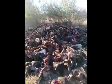 video sapi