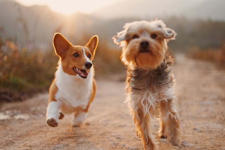 Hindari anjing sakit berkumpul dengan anjing lainnya. (Foto: Unsplash/Alvan Nee)