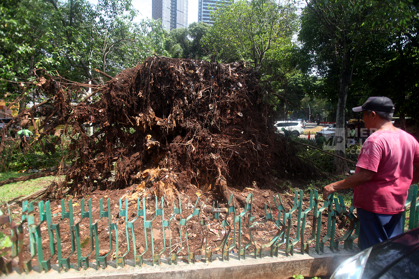 Akar pohon Beringin Raksasa yang tumbang pasca hujan deras kemarin sore di Jalan Darmawangsa Raya, Kebayoran Baru, Jakarta Selatan, Jum'at (31/10/2025).
