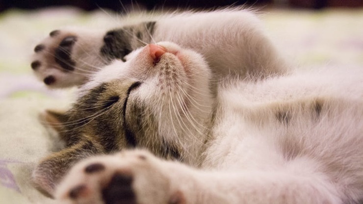 Menggemaskan! Begini Cara Kucing Menunjukkan Kasih Sayang