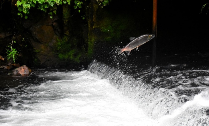 Salmon liar lebih bernutrisi daripada salmon budidaya. (Foto Unsplash/Drew Farwell) 