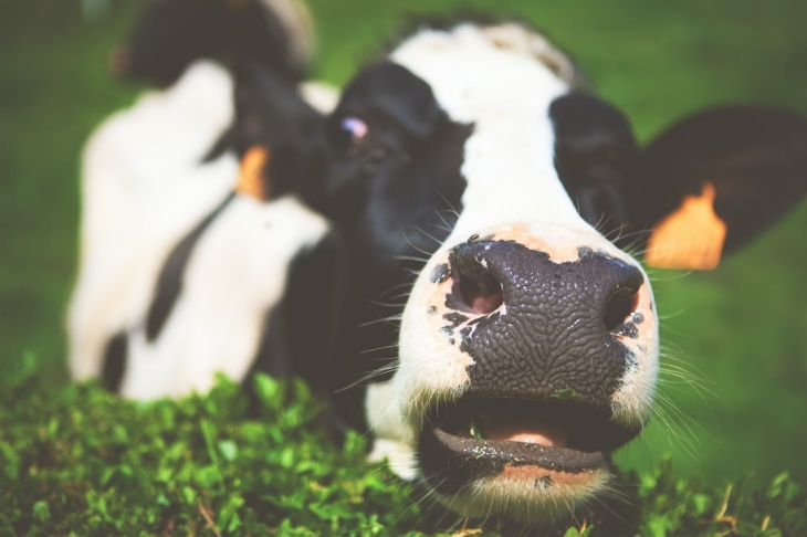 Dairy product kaya akan vitamin B-12. (Foto Unsplash/Amanda Kerr) 