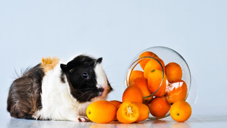 guinea pig