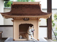 Inuden, Rumah Anjing Seharga Rp 2 Miliar