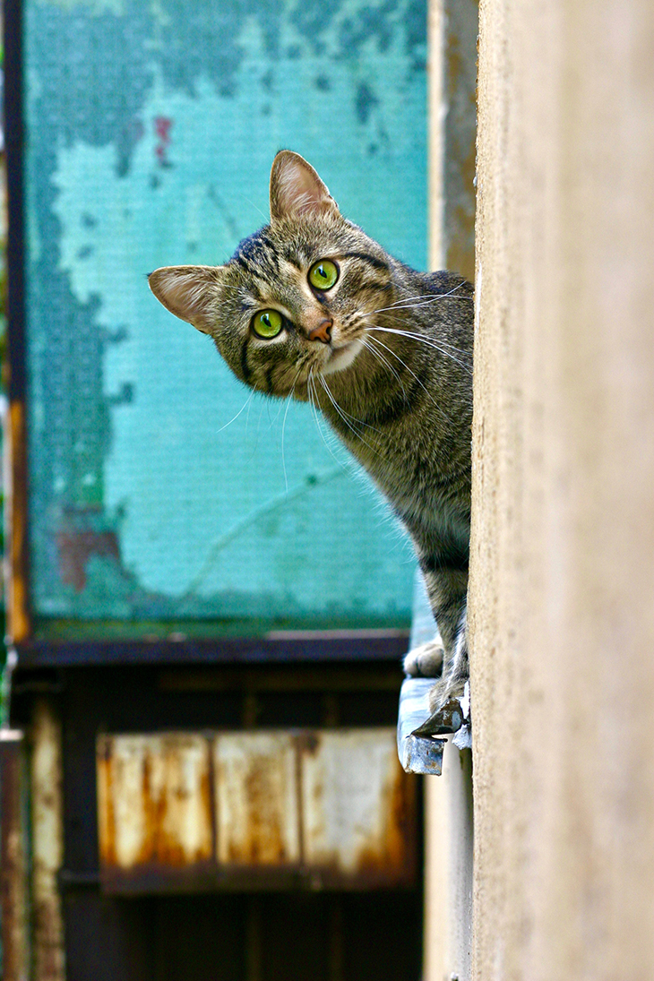 kucing