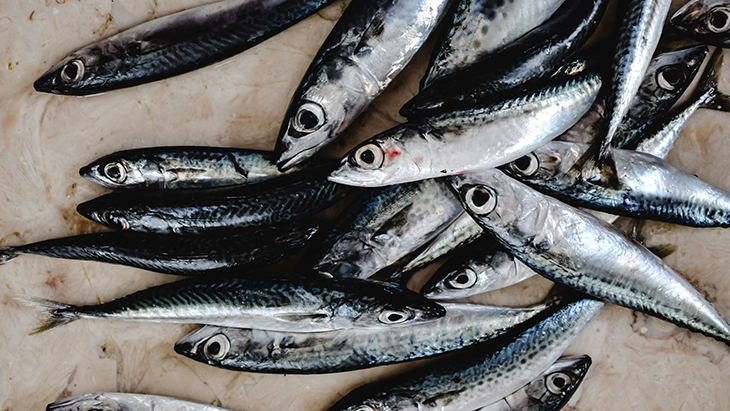 Ikan teri
