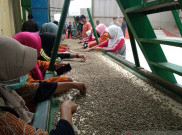 UKM Kopi Bisa Jadi Pemasok Buat Kebutuhan Pemerintah