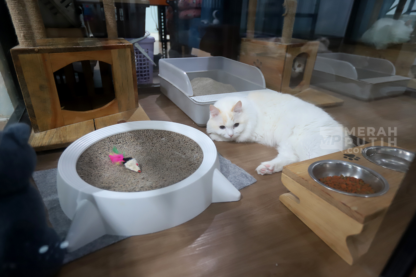 Kayak Manusia, Kucing Juga Bisa Kena Demensia