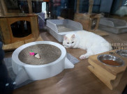 Kayak Manusia, Kucing Juga Bisa Kena Demensia