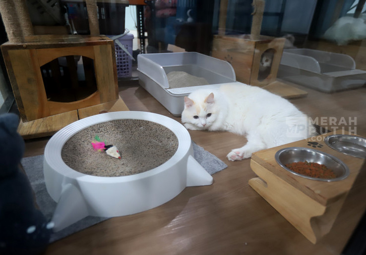 Kayak Manusia, Kucing Juga Bisa Kena Demensia