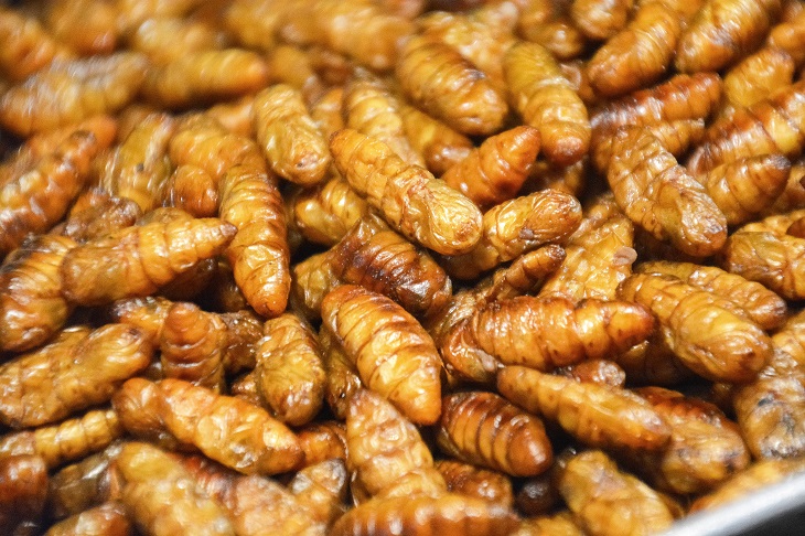 entomofagi