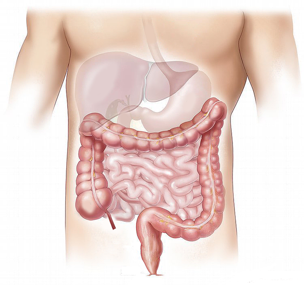 usus besar