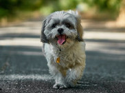 Anabul Tidak Boleh Makan BBQ?