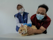 Cegah Rabies, 500 Hewan Peliharaan Divaksin Gratis