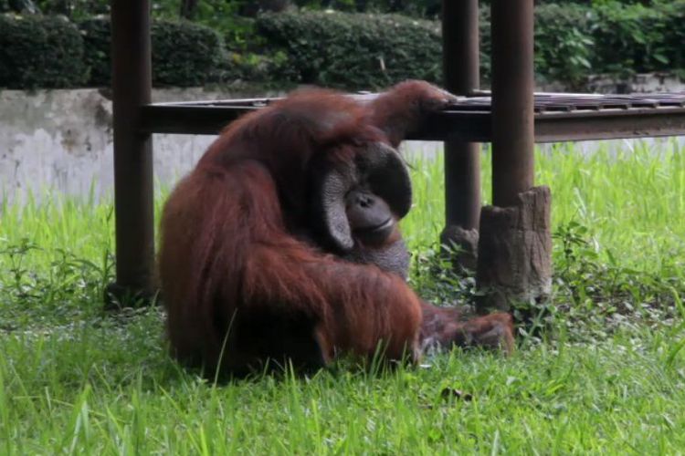 Kapolrestabes Bandung akan Tindak Pemberi Rokok ke Orangutan