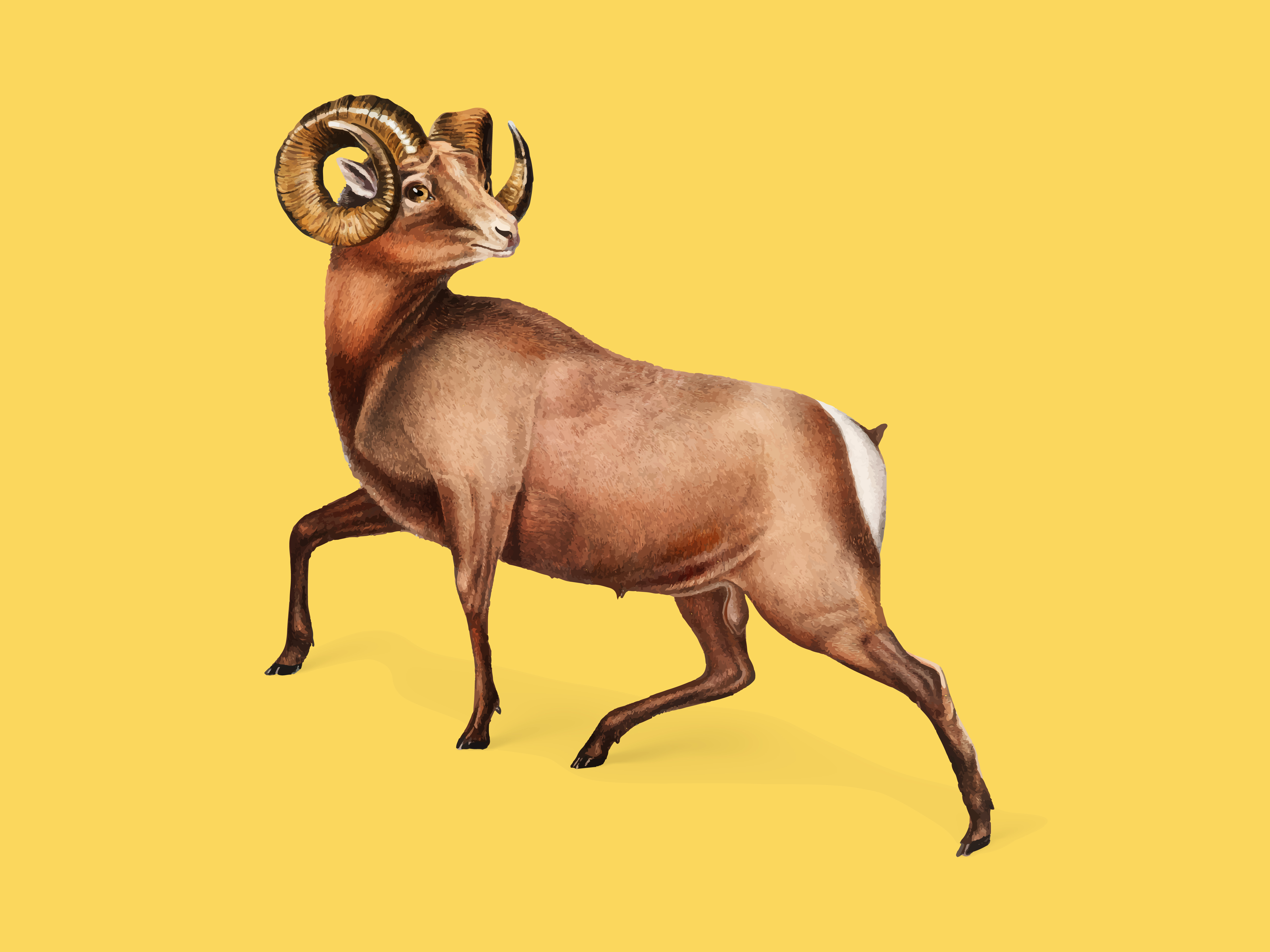 5 Catatan Shio Kambing Kalau Mau Cuan, Cek Ramalan Shio Besok, 24 September 2026