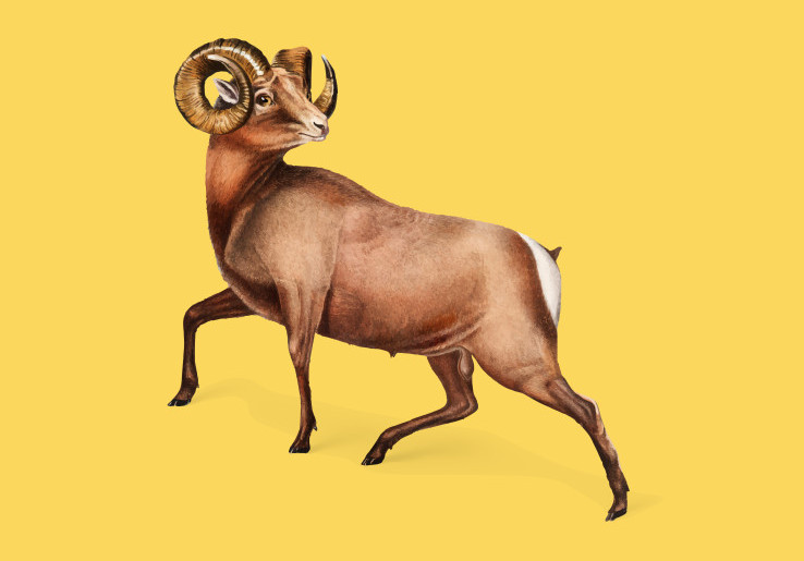 5 Catatan Shio Kambing Kalau Mau Cuan, Cek Ramalan Shio Besok, 24 September 2026