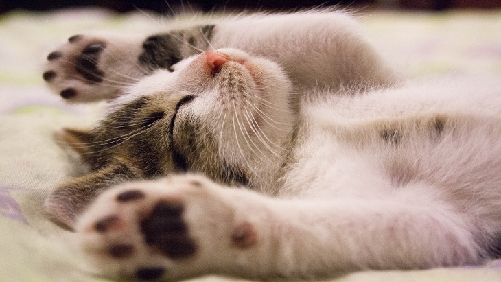 Lindungi Furnitur dari Cakaran Kucing dengan Cara Ini