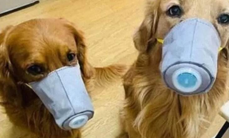 Seekor Anjing di Hong Kong Dikarantina karena Virus Corona