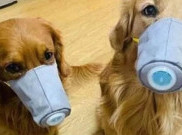 Seekor Anjing di Hong Kong Dikarantina karena Virus Corona