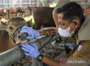 Ratusan Hewan Kurban yang Dijual di Kota Makassar Tidak Layak Potong