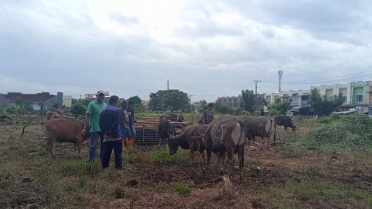 Kemenag Terbitkan Edaran Pelaksanaan Kurban di Tengah Wabah PMK