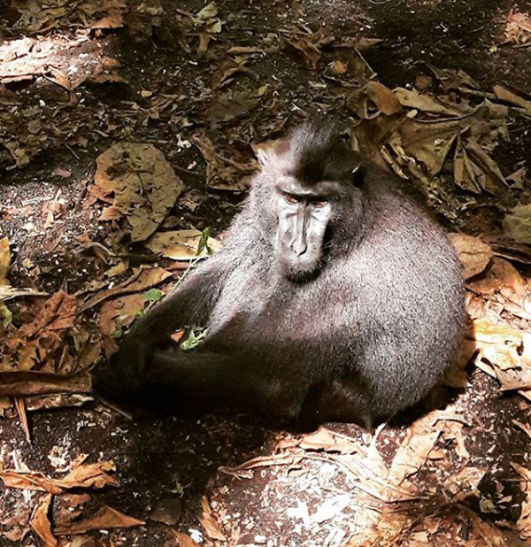 monyet hitam sulawesi/yaki