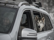 Pelihara Ras Anjing Besar? Mobil-Mobil ini Bisa Jadi Pilihan