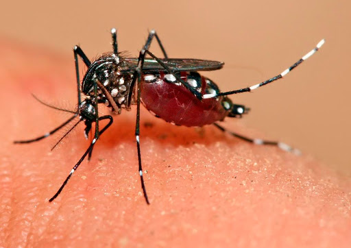 Kasus Demam Berdarah di Yogyakarta Menurun