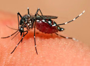 Kasus Demam Berdarah di Yogyakarta Menurun