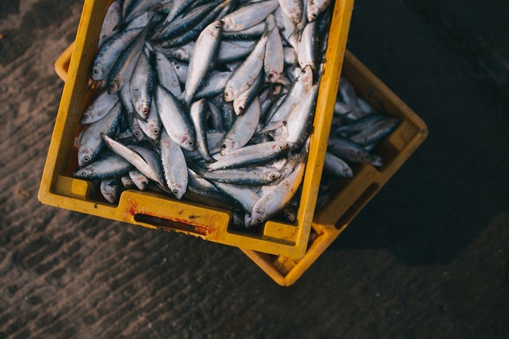 Ikan segar untuk ikan bakar lebih bagus. (Foto: Pixabay/Free-Photos)
