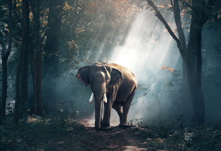 Memperingati Hari Gajah Sedunia, Ini 4 Fakta Menarik Hewan Berbelalai