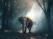 Memperingati Hari Gajah Sedunia, Ini 4 Fakta Menarik Hewan Berbelalai