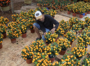 Penjualan Jeruk Kim Kit, Buah Pembawa Keberuntungan untuk Perayaan Imlek 2577