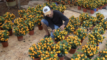 Penjualan Jeruk Kim Kit, Buah Pembawa Keberuntungan untuk Perayaan Imlek 2577