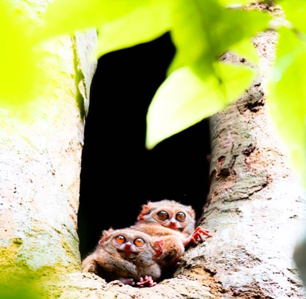 tarsius