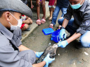 Dua Warga Cirebon Suspect H5N1 Dirawat di Ruang Isolasi