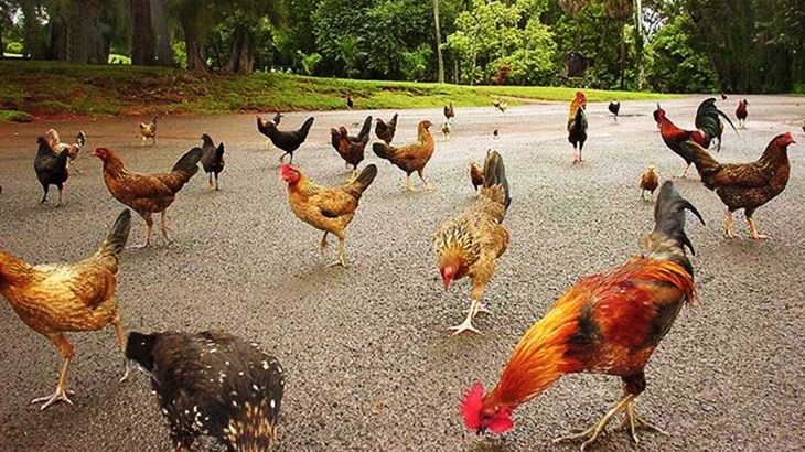 Pulau Ini Jadi Surga Bagi Ribuan Ayam Liar