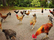 Pulau Ini Jadi Surga Bagi Ribuan Ayam Liar