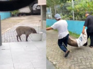 Babi Viral Pejaten Gegerkan Warga! Begini Nasibnya Supaya Tak Ada 'Anak Babi' Susulan