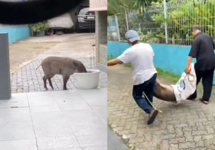 Babi Viral Pejaten Gegerkan Warga! Begini Nasibnya Supaya Tak Ada 'Anak Babi' Susulan