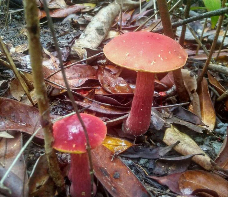 Kulat Pelawan, Berlian Dapur dari Bangka