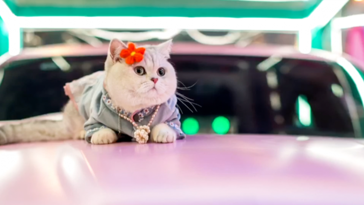 Penghasilan Fantastis Mao Mao si Kucing
