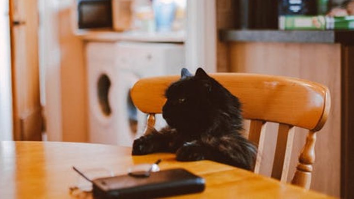 kucing