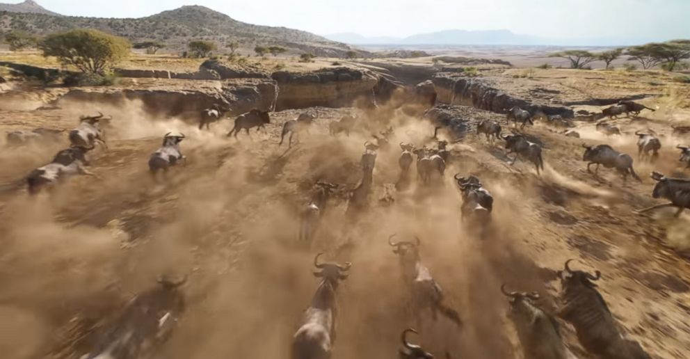 Sekelombok bison di film The Lion King (Sumber: Youtube)