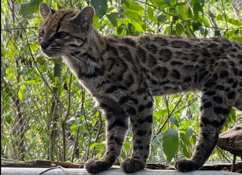 Ilmuwan Temukan Leopardus tilcayo: Spesies Kucing Liar Baru yang Mengubah Sejarah Genetik Kucing Dunia