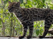 Ilmuwan Temukan Leopardus tilcayo: Spesies Kucing Liar Baru yang Mengubah Sejarah Genetik Kucing Dunia
