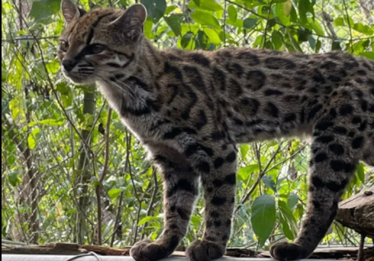 Ilmuwan Temukan Leopardus tilcayo: Spesies Kucing Liar Baru yang Mengubah Sejarah Genetik Kucing Dunia